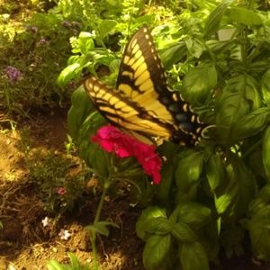 Meet your Posher, Betty